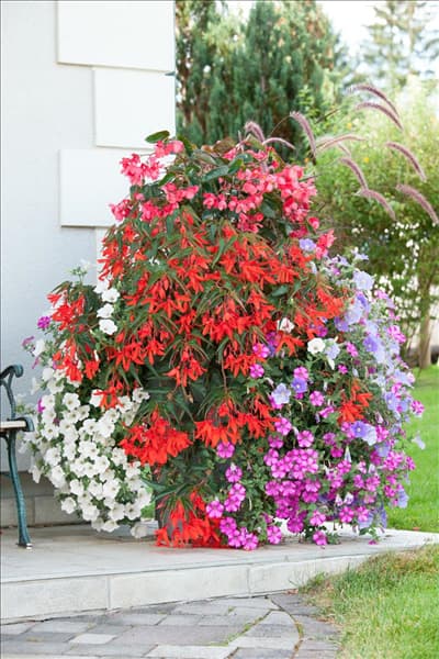 Sommerblumen Mischung