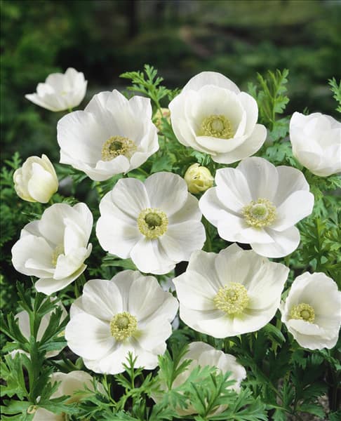 Anemone (coronaria) de caen The Bride