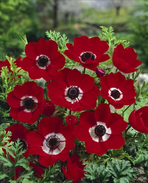 Anemone coronaria de caen Hollandia