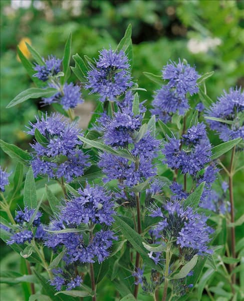 Caryopteris x clandonensis Heavenly Blue