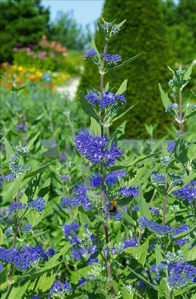 Caryopteris x clandonensis Heavenly Blue