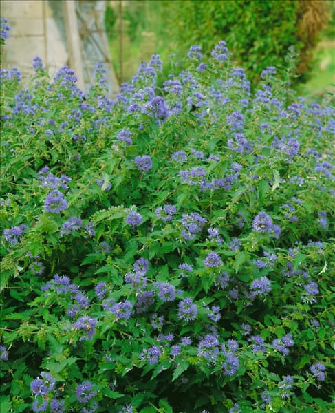 Caryopteris x clandonensis Heavenly Blue
