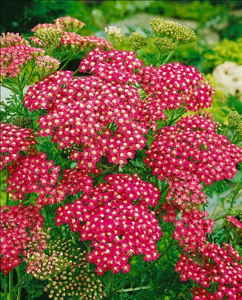 Achillea millefolium Cerise Queen