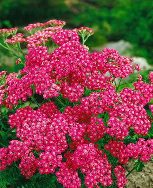 Achillea millefolium Cerise Queen