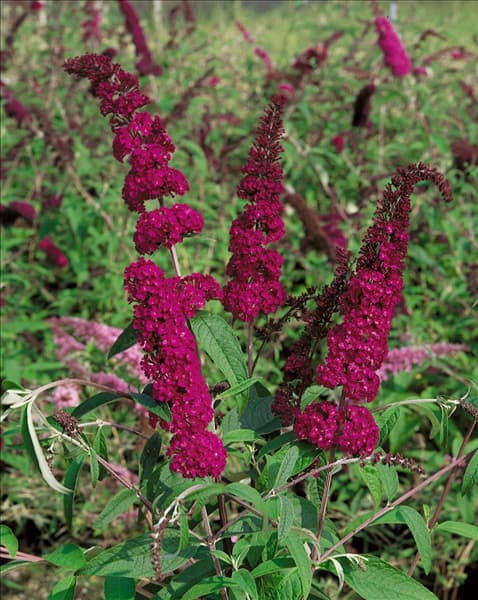Buddleja davidii Royal Red