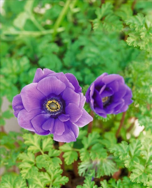 Anemone coronaria Harmony Blue