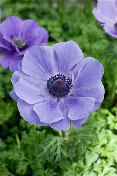 Anemone coronaria Harmony Blue