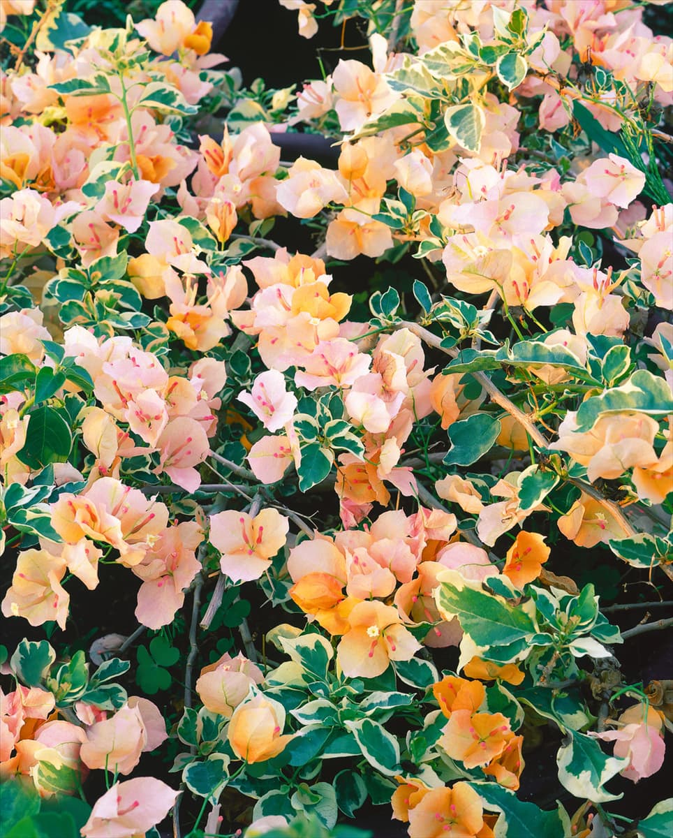 Bougainvillea 'California Gold' Drillingsblume 'California Gold'