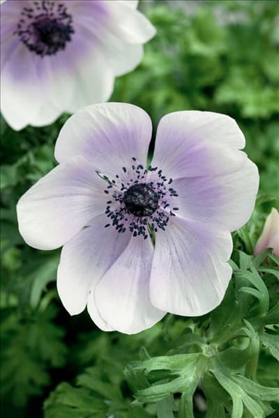 Anemone coronaria Harmony Pearl