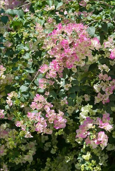 Bougainvillea glabra