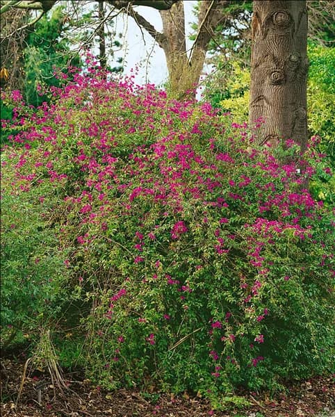 BOUGAINVILLEA GLABRA