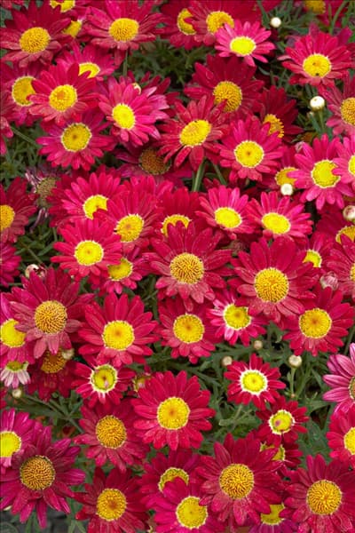 Argyranthemum frutescens Madeira (TM) Red