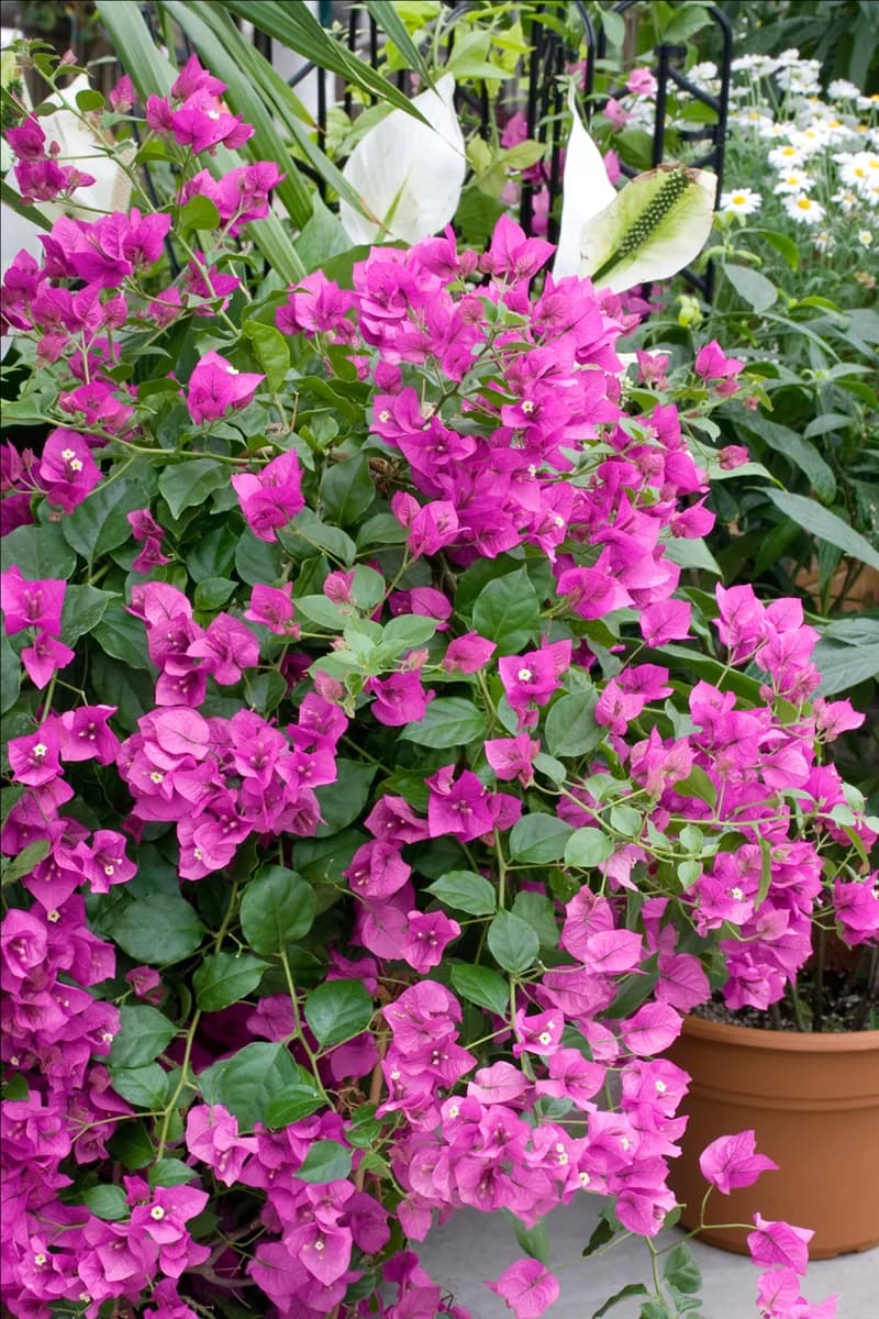 Bougainvillea pink