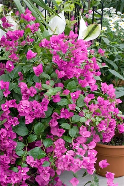 Bougainvillea pink