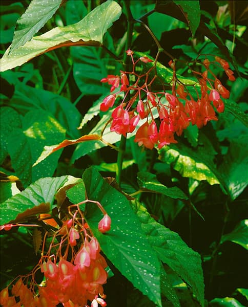 Begonia - Corallina - Hybriden
