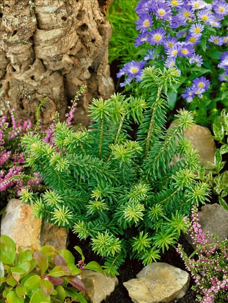 Abies balsamea Nana