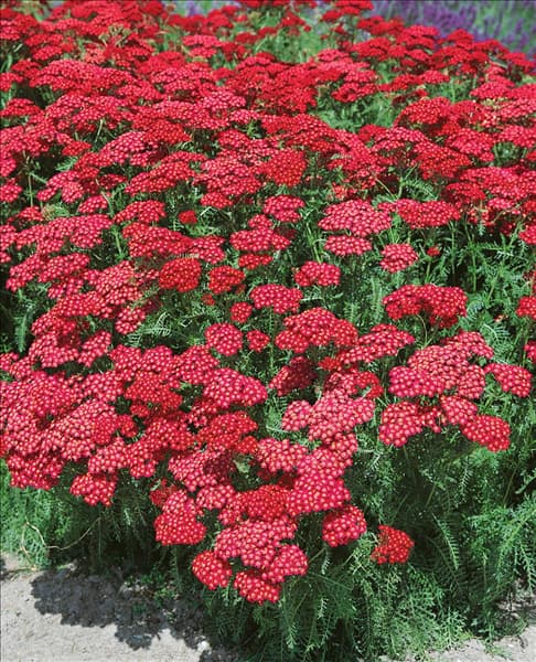 Achillea millefolium Christel
