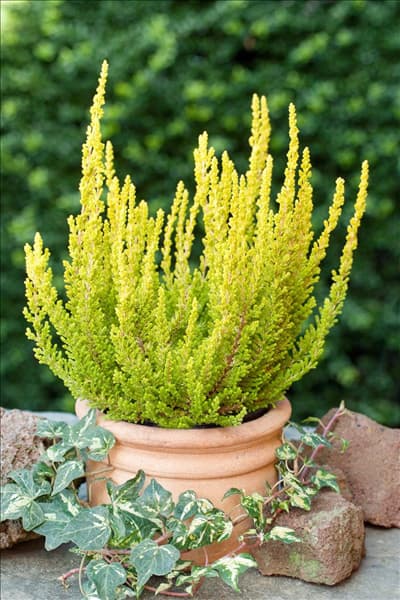 Calluna vulgaris Zeta