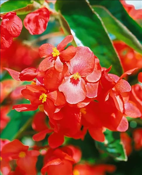 Begonia Dragon Wing Red