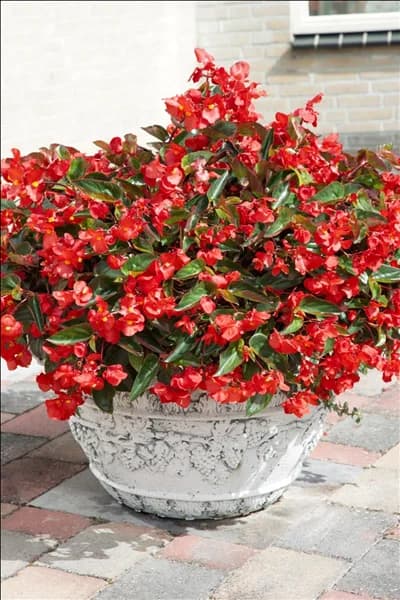 Begonia Dragon Wing Red