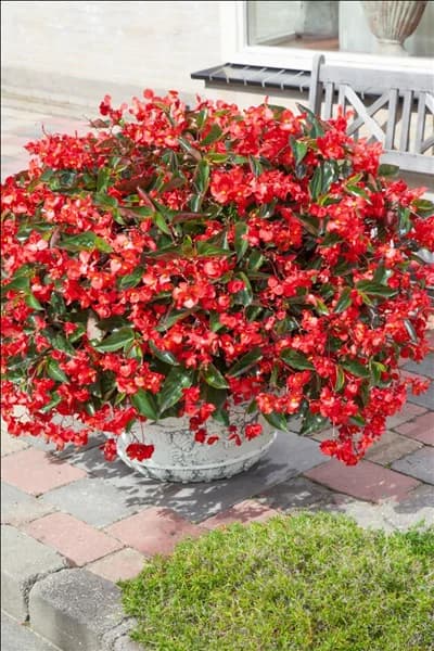 Begonia Dragon Wing Red