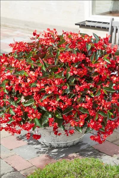 Begonia Dragon Wing Red