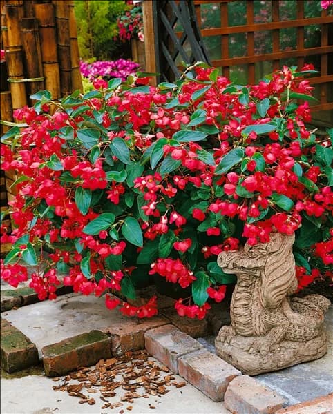 Begonia Dragon Wing Red