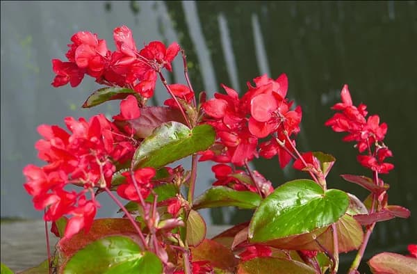 Begonia Dragon Wing Red