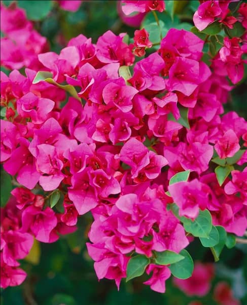 BOUGAINVILLEA Red Z