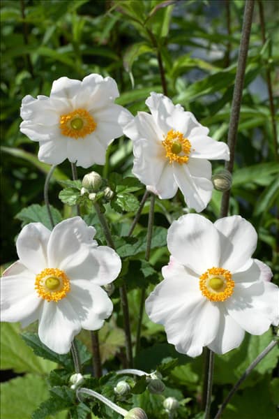 Anemone hupehensis var. japonica Honorine Jobert