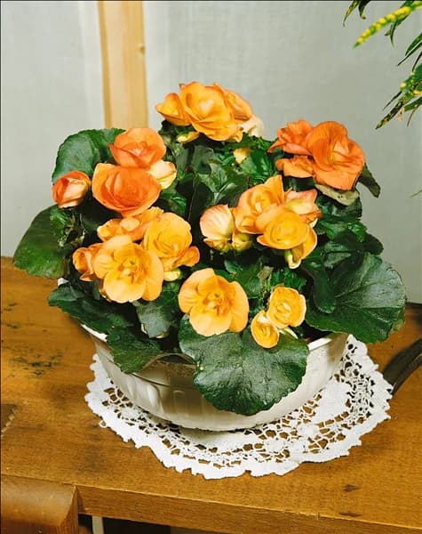 Begonia Elatior-Hybriden kupfer
