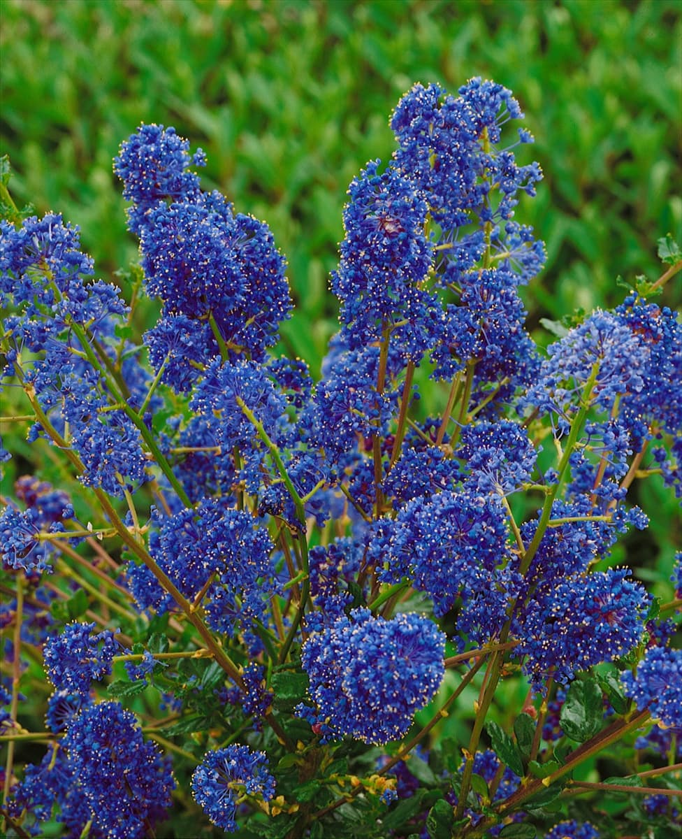 Ceanothus Blue Cushion