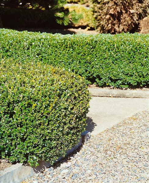 Buxus microphylla Faulkner