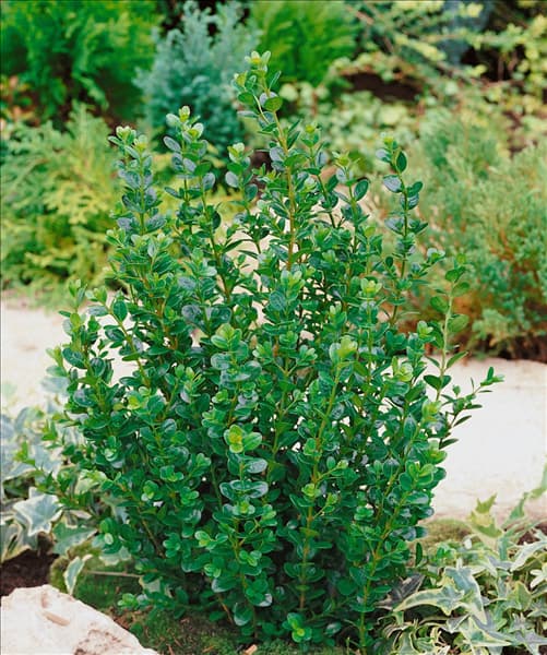 Buxus microphylla Faulkner