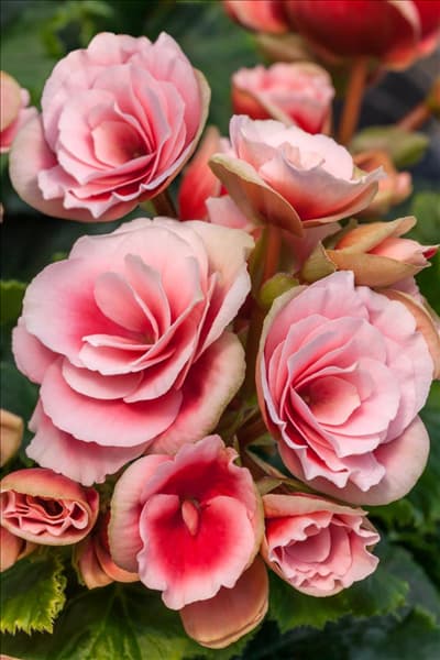 Begonia Rhine Borias