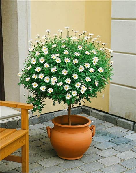 Argyranthemum frutescens / standard