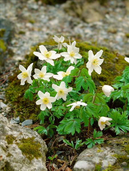 Anemone nemorosa