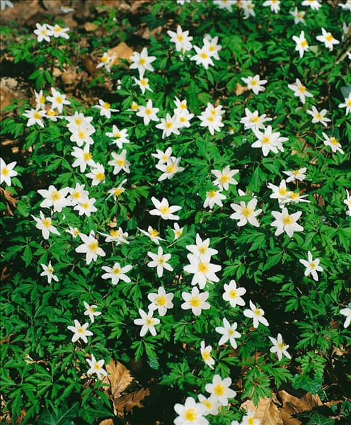 Anemone nemorosa
