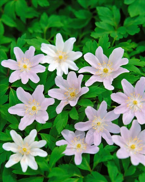 Anemone nemorosa