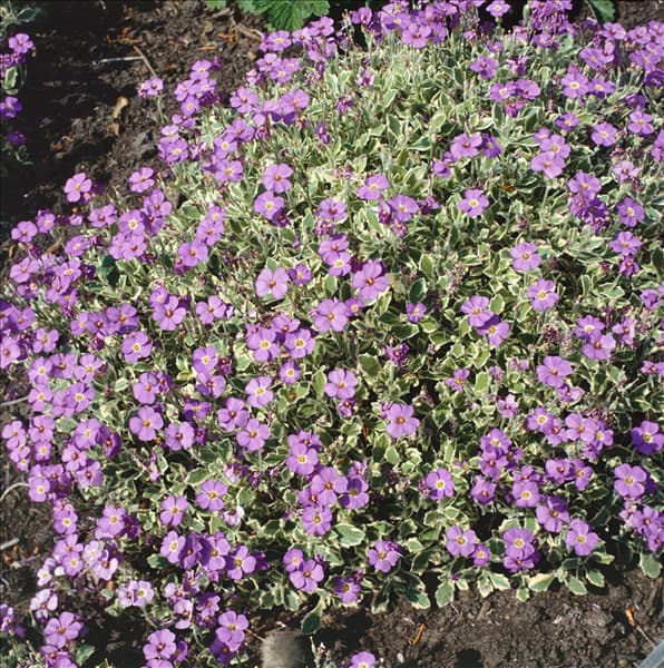 Anemone nemorosa Plena