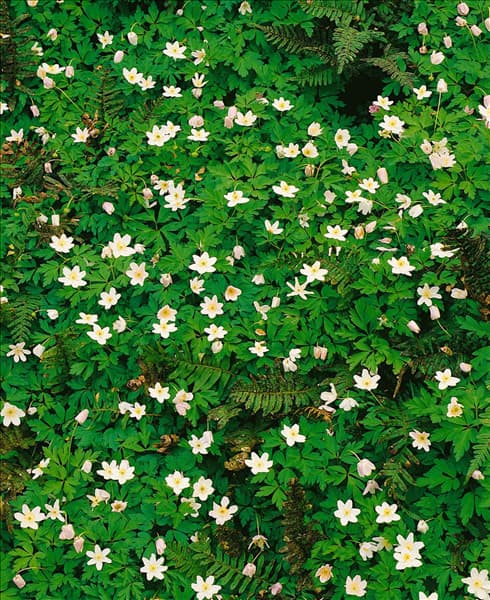 Anemone nemorosa