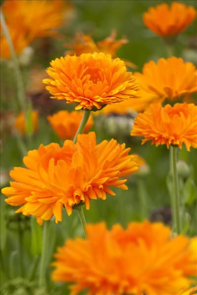 Calendula officinalis