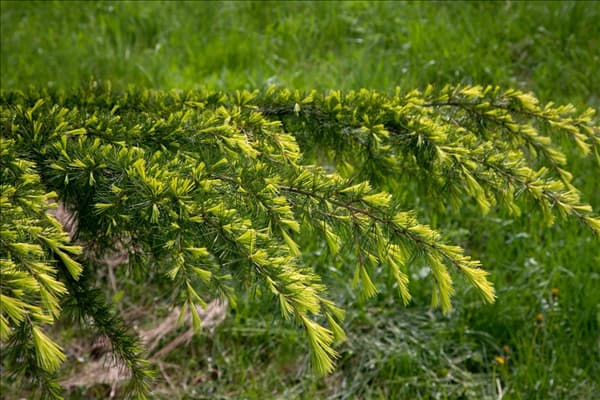 Cedrus deodara Golden Horizon