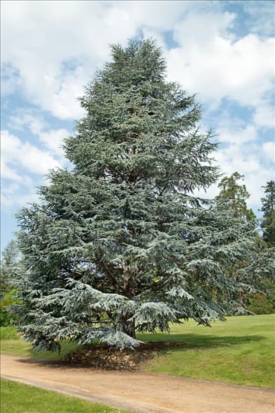 Cedrus libani Glauca