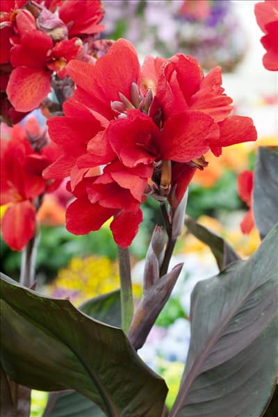 Canna Tropical Bronze Scarlet