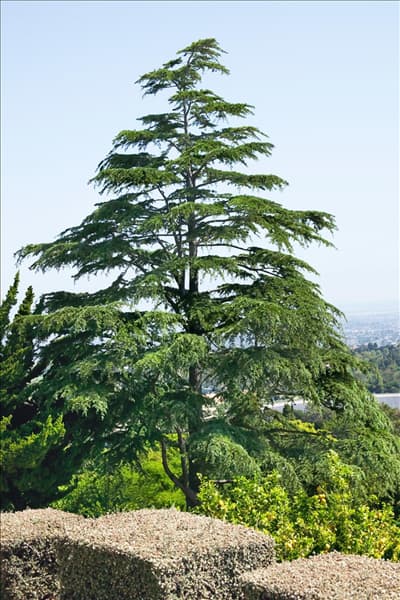 Cedrus libani