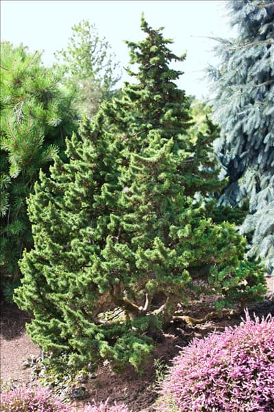 Cedrus libani Green Knight
