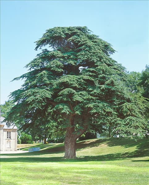 Cedrus libani