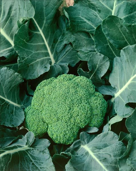 Brassica oleracea convar. botrytis var. italica F1 Green Comet