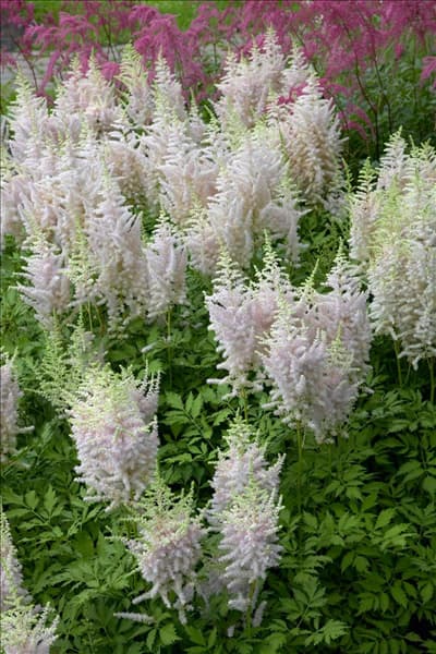 Astilbe chinensis Milk and Honey